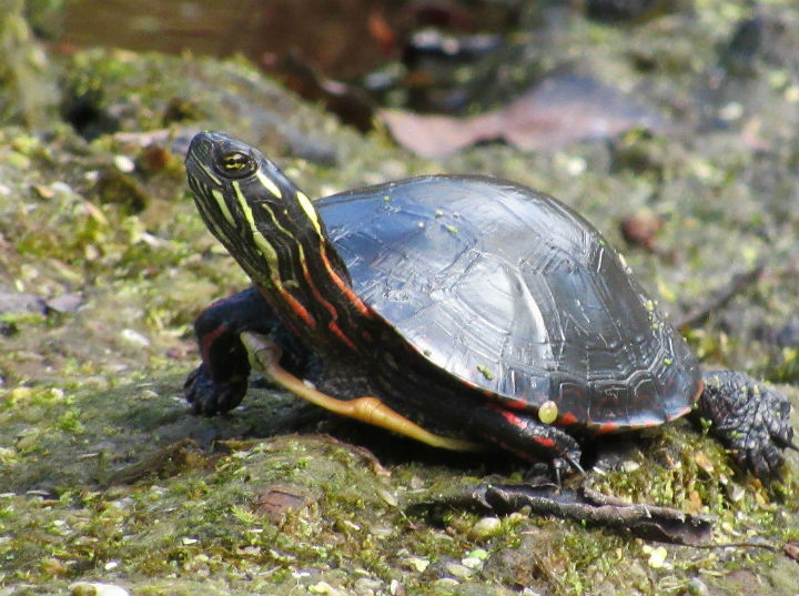 Midland Painted Turtle